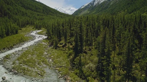 Fly above pristine dense wilds, conifer forest grows around milky river stream Stock Footage 126364360