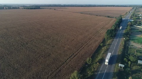 Fly above ripe dry corn field. Aerial footage. Drone flies sideward. 4k. Stock Footage 103960741