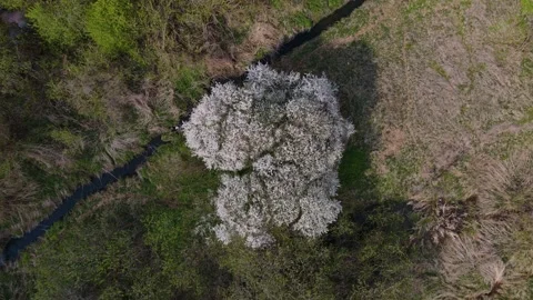 Fly up above single flowering tree on the river bank. 4k drone video Stock Footage 154716636