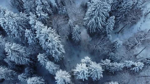 Fly Above The Snowy Forest Stock Footage 201856107
