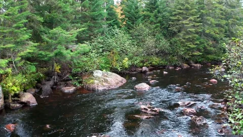 Fly above stream in the forest Stock Footage 231362551
