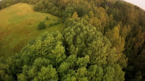 Fly above summer forest at sunset Stock Footage 1032172