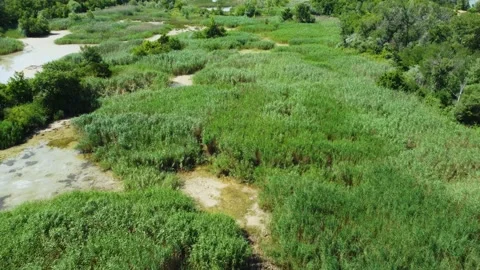 Fly above the swamp Stock Footage 168623870