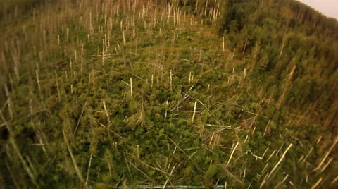 Fly above wind fallen trees in forest Stock Footage 1016705