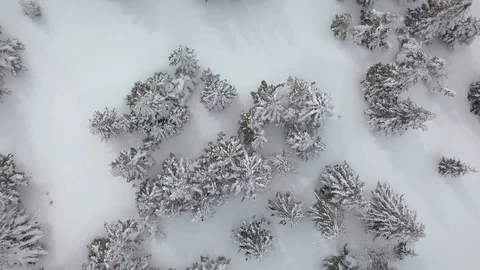 Fly above winter snowy forest Stock Footage 88632934