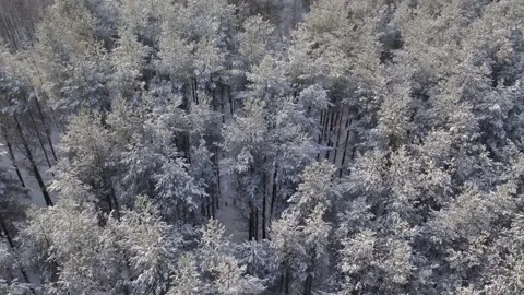 The fly above the winter snowy pine forest with soft sunlight Stock Footage 185003396