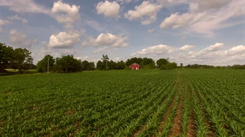 Fly across corn to barn  Stock Footage 63217333