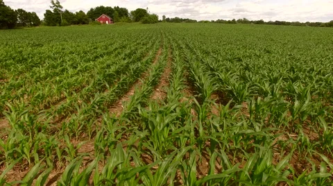 Fly across ripe corn  Stock-Footage 63219541
