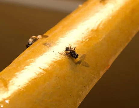 Fly on the adhesive tape Stock Photos