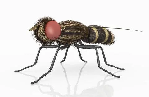 Fly against a white background Stock Illustration