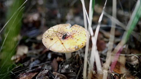Fly agaric among forest vegetation. Stock Footage 318591218