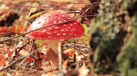 Fly agaric and ant Stock Footage 24687720
