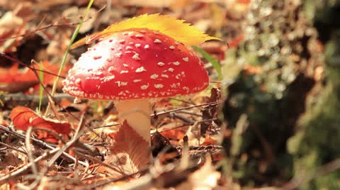 Fly agaric and leaf Stock Footage 24687722