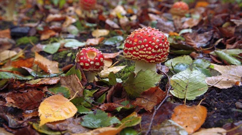Fly Agaric in the Autumn Vídeo Stock 32220690