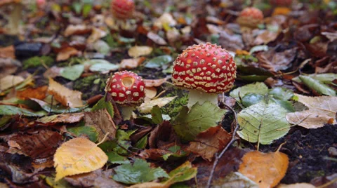 Fly Agaric in the Autumn Vídeo Stock 32220753