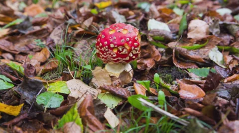 Fly Agaric in the Autumn Vídeo Stock 32220924