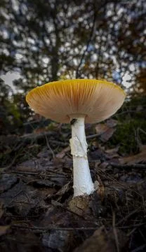 The fly agaric with the beautiful lamellae on the underside Stock Photos