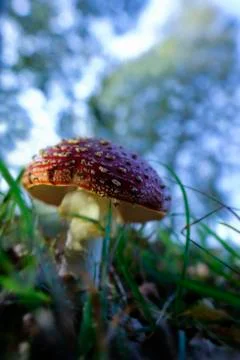 Fly agaric between grasses - macro shot with soft bokeh Photos