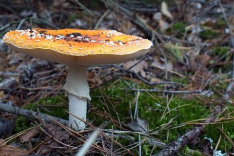 Fly agaric in a bright orange hat Stock Photos