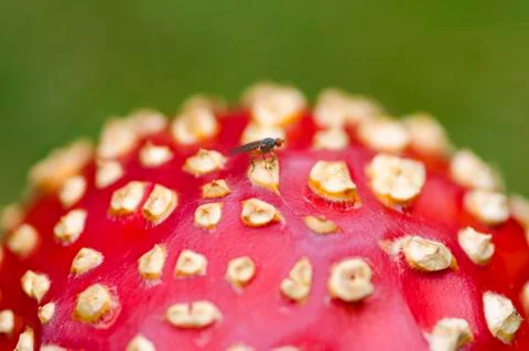 Fly agaric cap. Close up. Selective focus Stock Photos