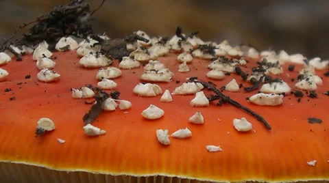 Fly agaric cap 動画素材 38731606