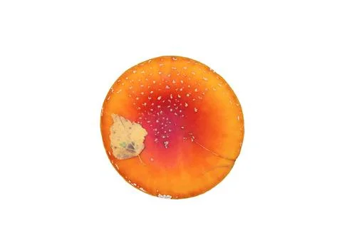 Fly agaric cap isolated on white background. Stock Photos