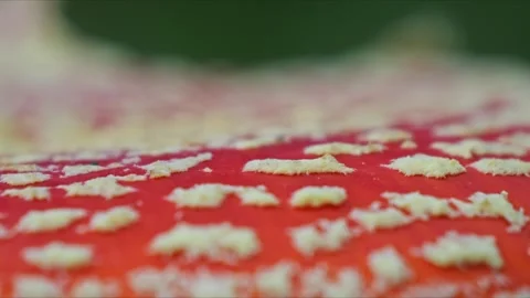 Fly Agaric Cap Macro with Cinematic Bokeh – 4K Stock-Footage 320977686