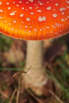 Fly agaric - Cap Stock Photos