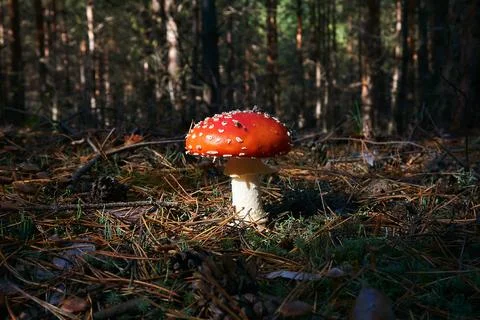 Fly agaric in a clearing, among dry fallen pine needles and branches, illumin Stock Photos