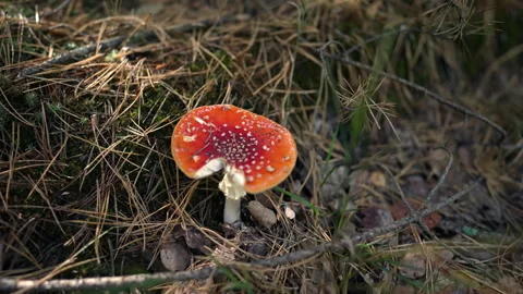 Fly agaric close-up. Stock Footage 318592055