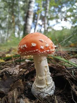 Fly agaric close-up in the forest. Dangerous poisonous mushroom. Selective focus Stock Photos