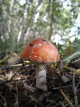 Fly agaric close-up in the forest. Dangerous poisonous mushroom. Selective focus Stock Photos