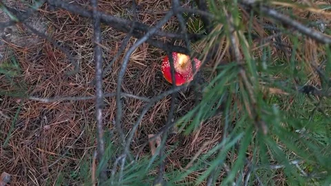 Fly agaric in a coniferous forest. hallucinogenic mushroom in the forest. Red Stock Footage 197384262