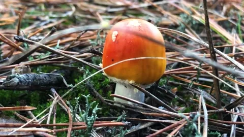Fly agaric in a coniferous forest. hallucinogenic mushroom in the forest. Red Stock-Footage 197384266