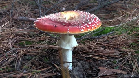 Fly agaric in a coniferous forest. hallucinogenic mushroom in the forest. Red Video stock 197384306