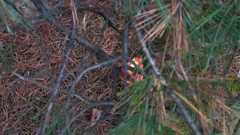 Fly agaric in a coniferous forest. hallucinogenic mushroom in the forest. Red Vídeos de archivo 199095247