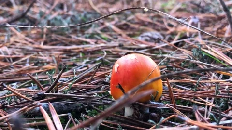 Fly agaric in a coniferous forest. hallucinogenic mushroom in the forest. Red Stock Footage 201528501