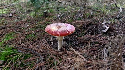 Fly agaric in a coniferous forest. hallucinogenic mushroom in the forest. Red Vídeos de archivo 207406911
