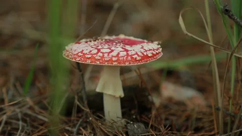 Fly-agaric .decrepit old person Vidéo 142656703