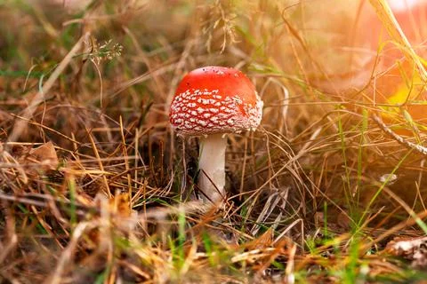 Fly agaric in dry grass and Christmas needles in the autumn forest against the Stock Photos