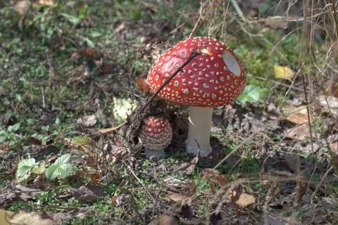 Fly agaric, easily recognizable mushroom on the sunny glade, among the leaves Stock Photos