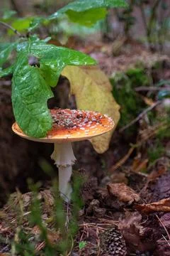 A fly agaric with a flat cap grows close-up under a leaf in the forest, a p.. Fotos de archivo