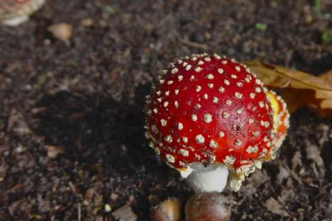 A fly agaric in focus Stock Photos
