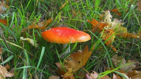 Fly agaric Stock Footage 412955
