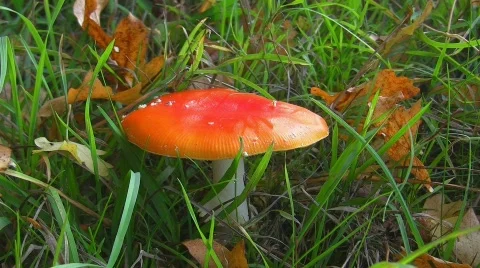 Fly agaric Stock Footage 412969