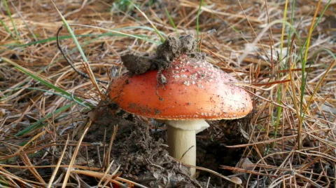 Fly agaric 스톡 동영상 572887
