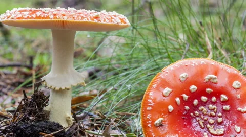 Fly Agaric Stock Footage 61649961