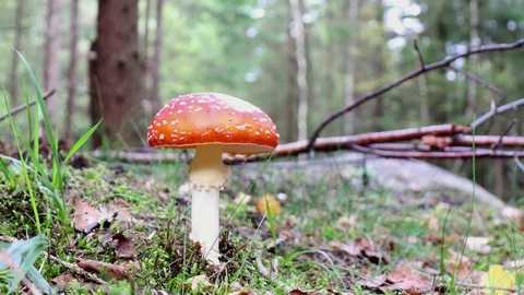 Fly Agaric Stock Footage 95862354