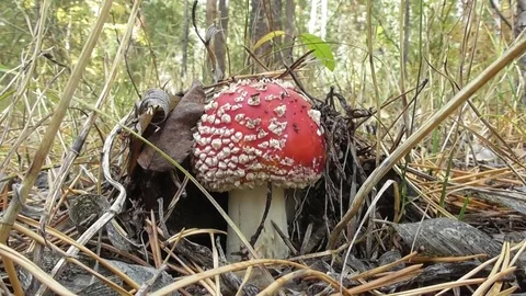 Fly agaric Video stock 118803531