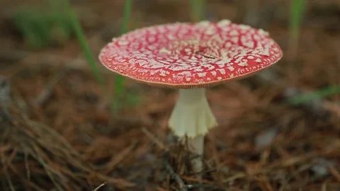 Fly agaric Stock Footage 142656735